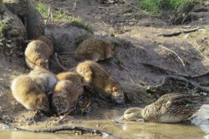 Brown rat foraging outdoors - bins, compost, fruit fall and pet food are the attractants that sustain a garden population