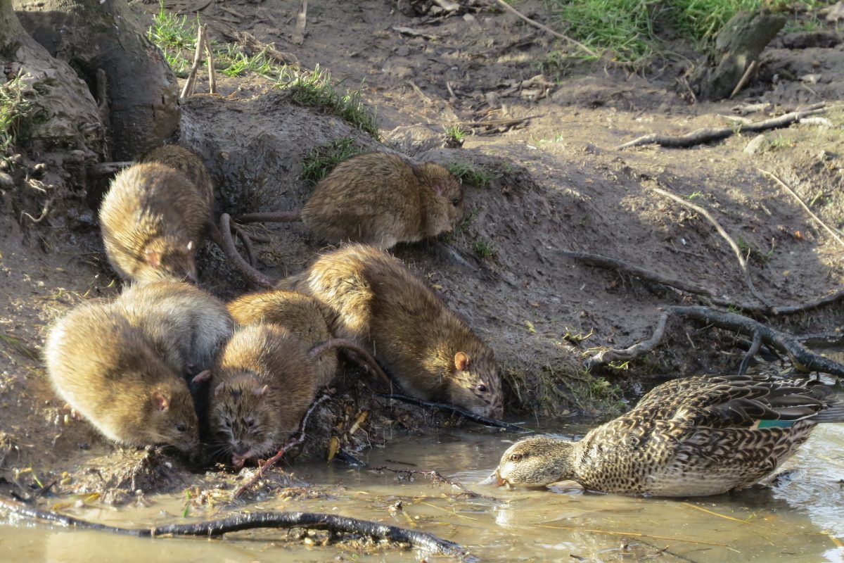 Brown rat foraging outdoors - bins, compost, fruit fall and pet food are the attractants that sustain a garden population