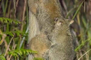 Female brushtail possum carrying a joey - evicting a mother with dependent young is both inhumane and unlawful in Victoria